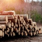 Power Metallic Mines Expands Lion Zone with High-Grade Copper Finds